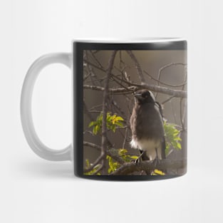 Baby Magpie Mug